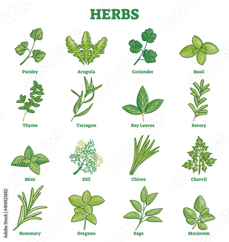 Herbs plant leaves set for culinary spices and seasoning outline concept