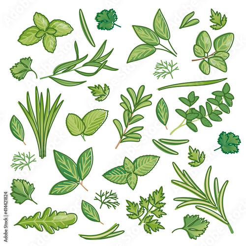 Herbs set as fresh herbal food seasoning items collection outline concept