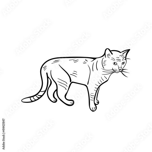 outline drawing of a cat hand drawn vector illustration on white background symbol sign cat