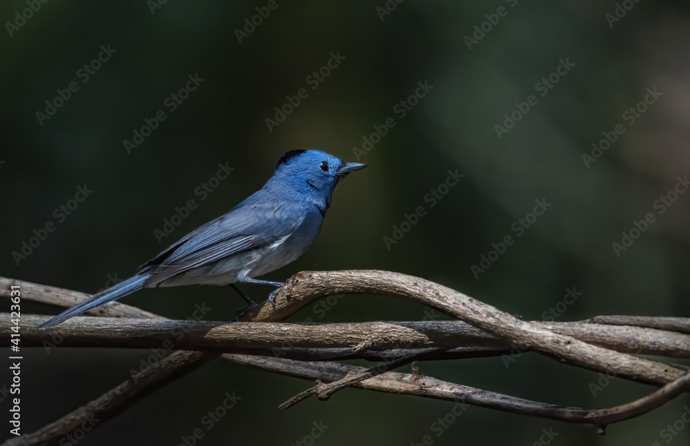 Beautiful male Black-naped monarch or black-naped blue flycatcher perching on tree branch , Thailand Beautiful male Black-naped monarch or black-naped blue flycatcher perching on tree branch , Thailand