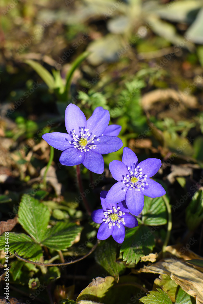 purple hepatica flower blooming in spring on brown soil purple hepatica flower blooming in spring on brown soil