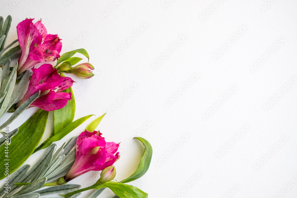 pink alstroemeria flowers on a white background. space for text pink alstroemeria flowers on a white background. space for text