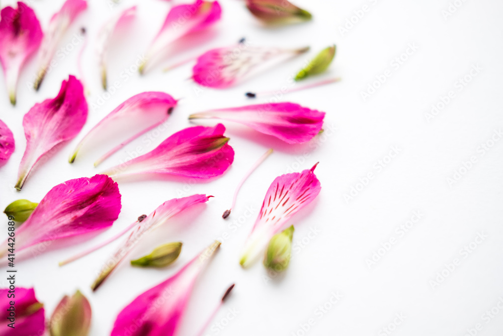 pink alstroemeria flowers on a white background. space for text