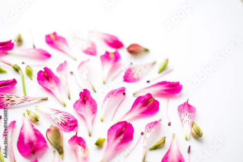 Fototapeta Naklejka Na Ścianę i Meble -  pink alstroemeria flowers on a white background. space for text
