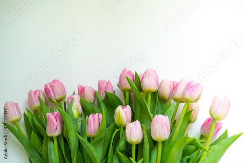Fototapeta Naklejka Na Ścianę i Meble -  tulips are light pink on a white background .bouquet for March 8 . space for text