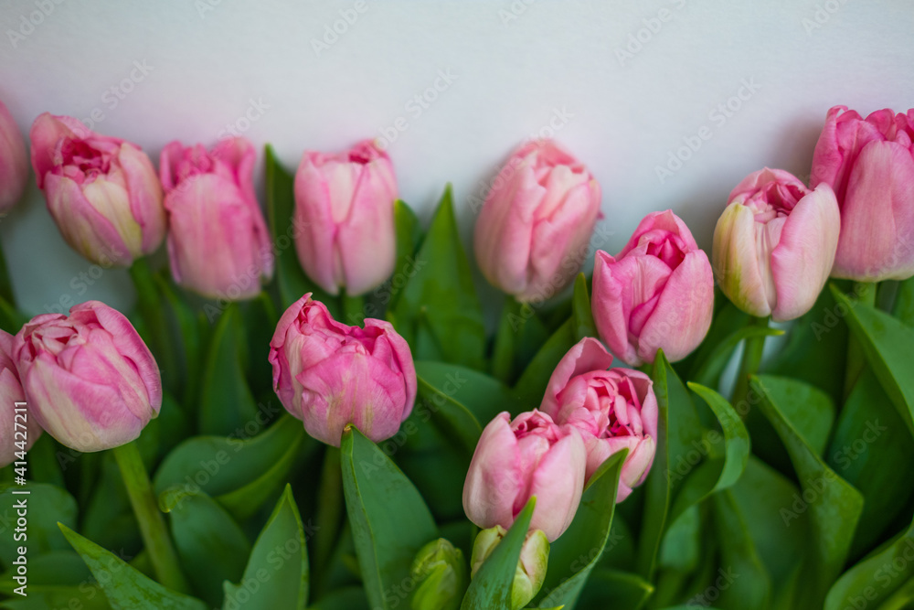 Obraz premium tulips are light pink on a white background .bouquet for March 8 . space for text