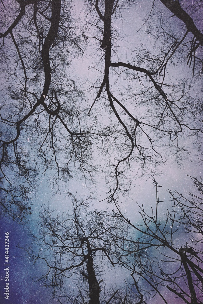 Obraz premium tree branches in winter season