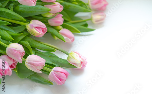 Fototapeta Naklejka Na Ścianę i Meble -  tulips are light pink on a white background .bouquet for March 8 . space for text
