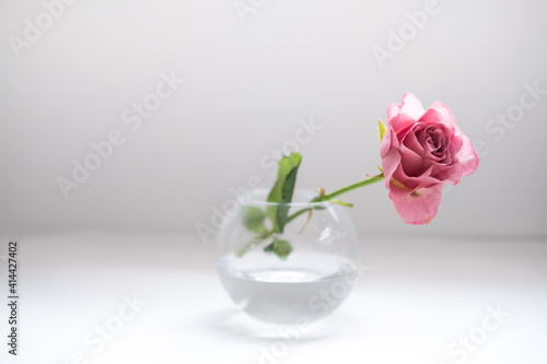 Wallpaper Mural a flower in a transparent vase on a white background . space for text Torontodigital.ca