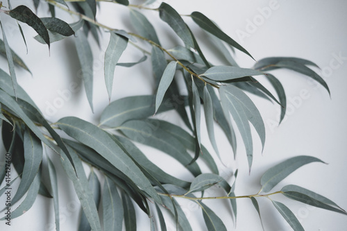 eucalyptus leaves on a white background . space for text