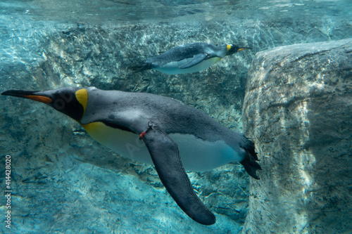 penguin in the water © 英之 二宮