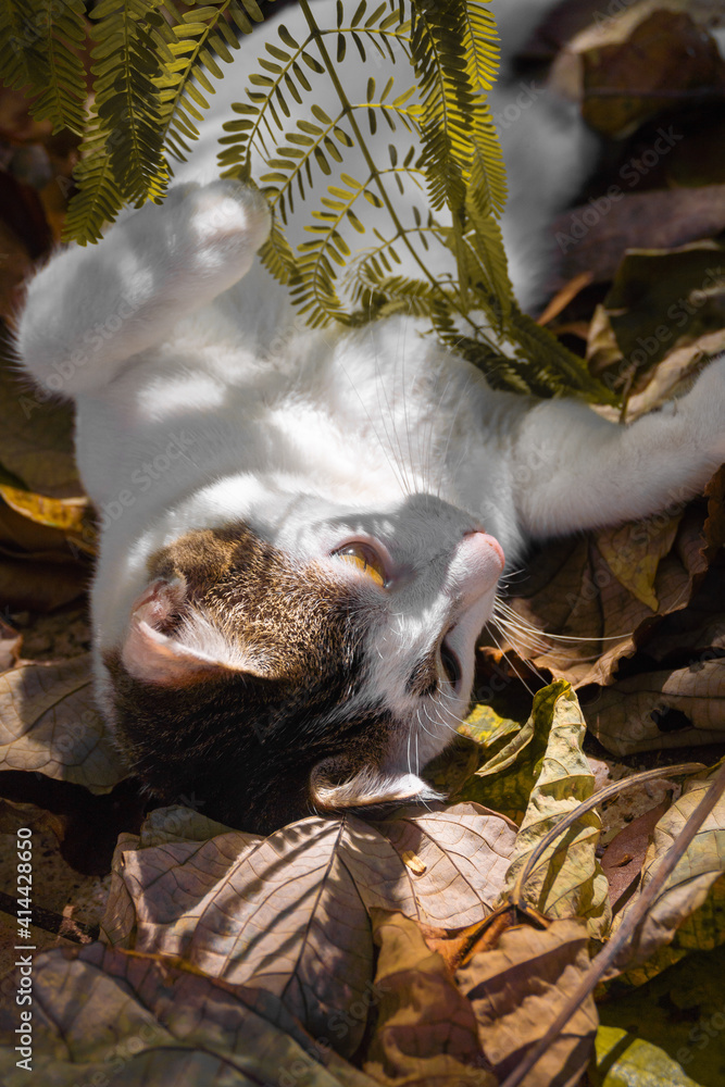 A beautiful white cat is resting lying in yellow leaves. Vertical photo. High quality photo