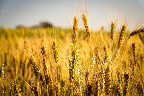 Wheat meadow. Ripe Gold Barley field in summer. Nature organic Yellow rye plant Growing to harvest.