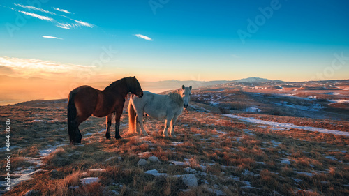 wild horses on the mountain at sunset
