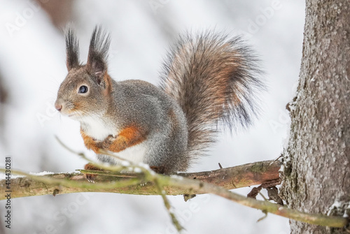squirrel on a tree branch. forest