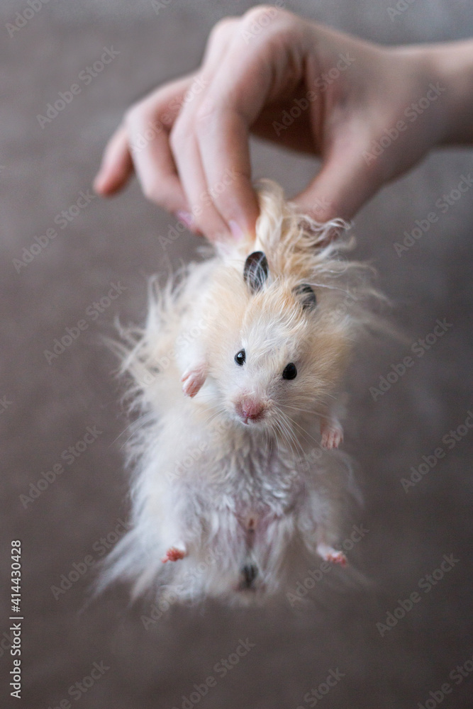 Hand holds a syrian hamster by the scruff. Golden hamster in a hand on the brown background Hand holds a syrian hamster by the scruff. Golden hamster in a hand on the brown background