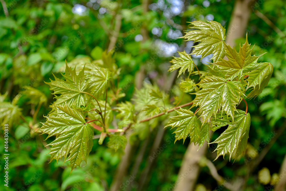 Saint Petersburg Russia, May 28 2017. Young sprout of a maple branch. Spring sprout with fresh shoots Saint Petersburg Russia, May 28 2017. Young sprout of a maple branch. Spring sprout with fresh shoots