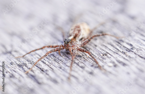 beautiful spider on wooden background
