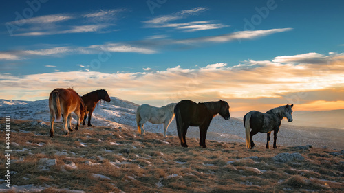 wild horses on the mountain at sunset photo