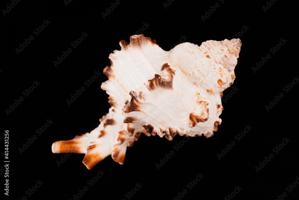 Beautiful sea shells on a black background Beautiful sea shells on a black background