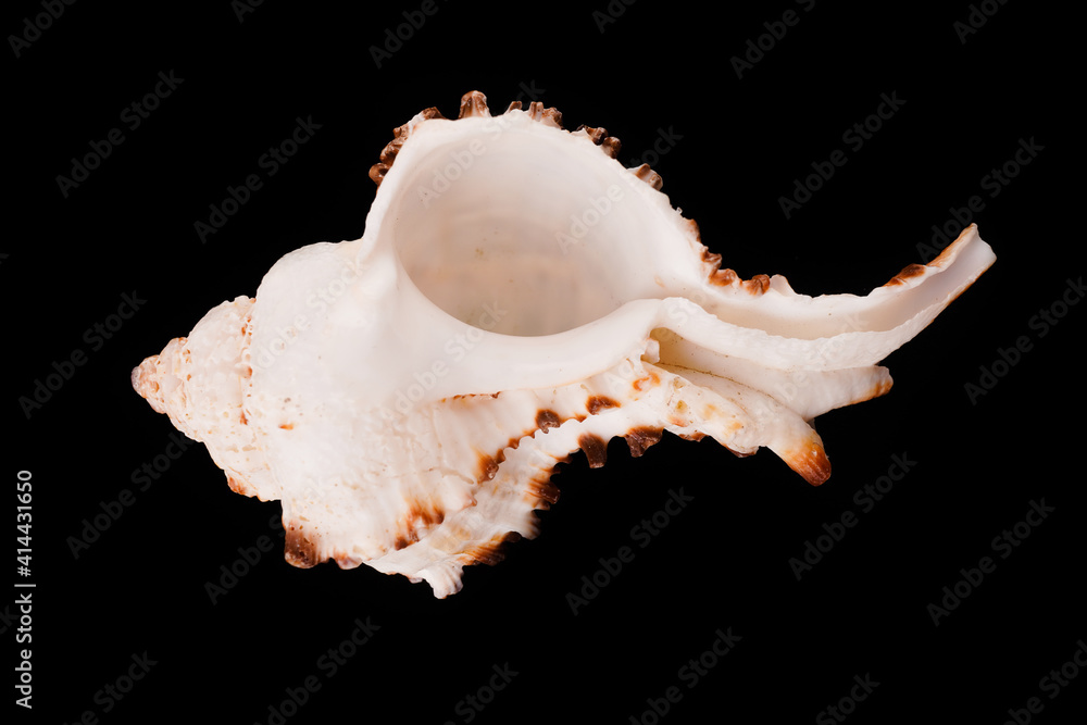Beautiful sea shells on a black background Beautiful sea shells on a black background