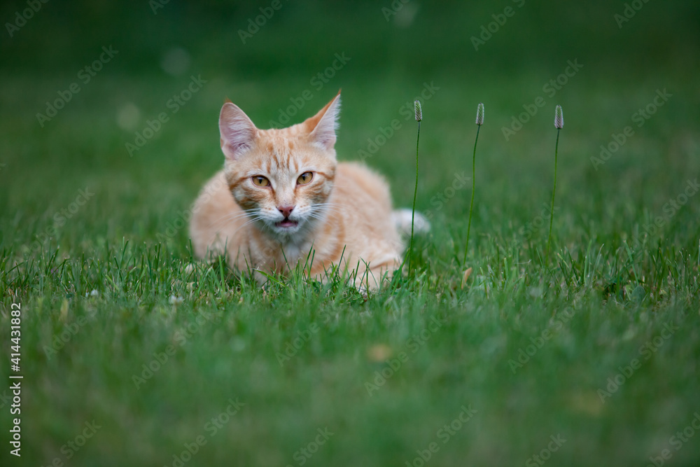 Naklejka premium Young ginger (red) cat couch on green cut field with three spike of grass.