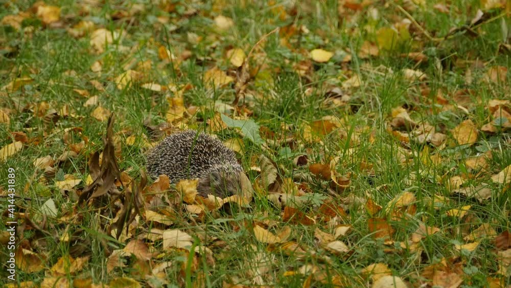 spiny hedgehog lurking hiding in yellow leaves spiny hedgehog lurking hiding in yellow leaves