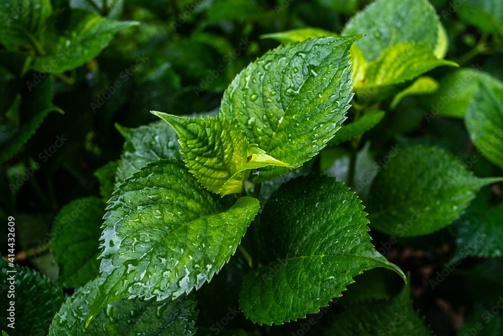 leaves leaves