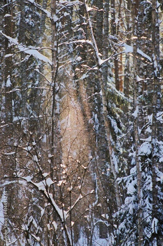 forest in winter