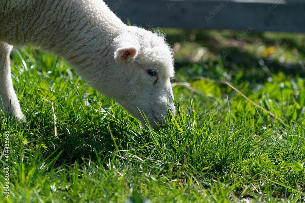 Obraz premium sheep on grass