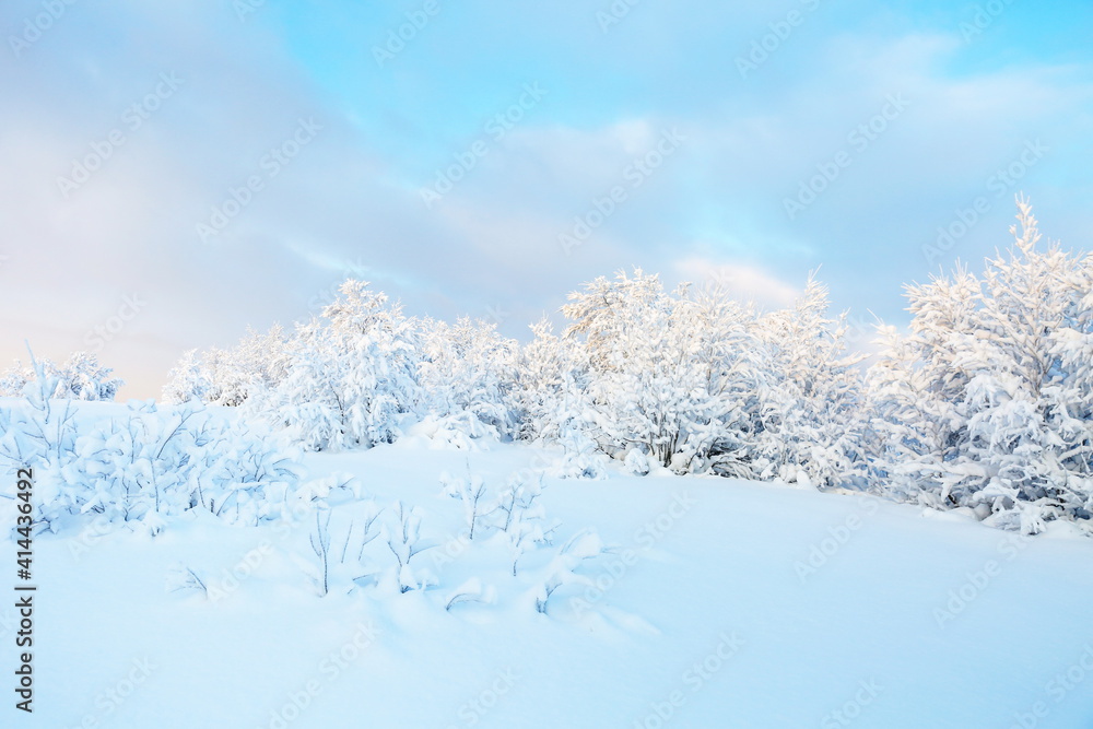 winter landscape on a sunny day. winter nature of the far north. beautiful trees in the snow in the wild winter landscape on a sunny day. winter nature of the far north. beautiful trees in the snow in the wild
