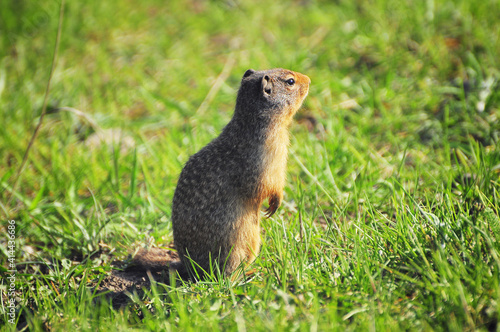 Ground squirrel on the meadow. Banff National Park.
