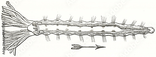 single isolated exemplar of marine worms called fabricia stellaris. Ancient black and white etching style art by unidentified author, Magasin Pittoresque, 1838 photo