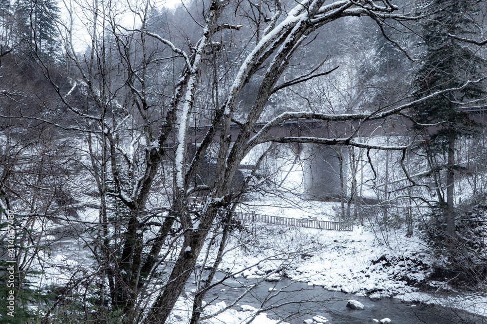 Fototapeta premium snow covered trees