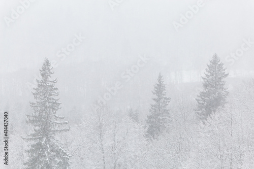 winter wonderland landscape snowing fog mist blur forest snow covered trees spruce