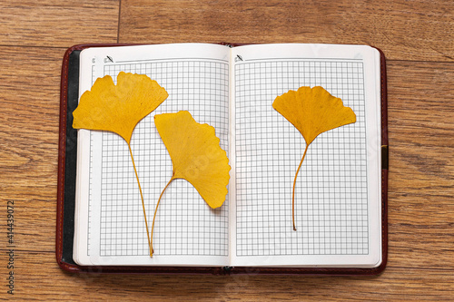 heart shaped leaf gingko tree yellow on paper background photo