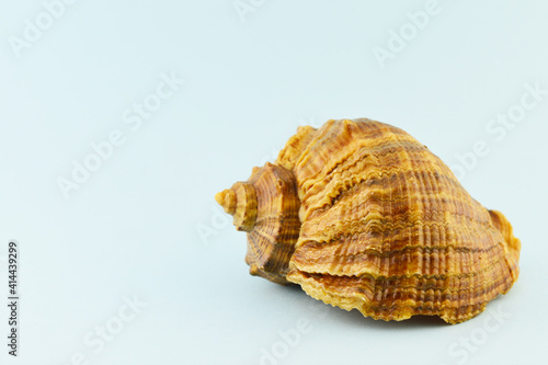 Seashell close-up. Sea souvenir.