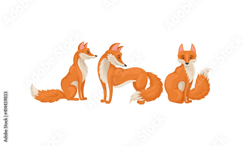 Red Fox as Omnivorous Mammal with Upright Triangular Ears and Pointed Snout Vector Set