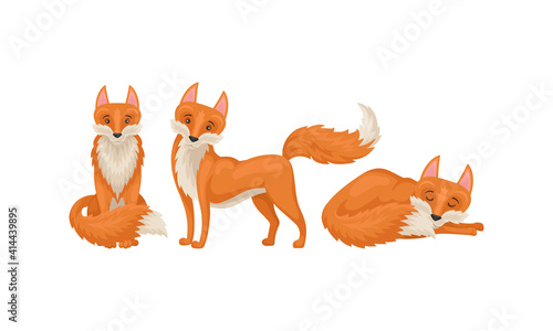 Red Fox as Omnivorous Mammal with Upright Triangular Ears and Pointed Snout Vector Set