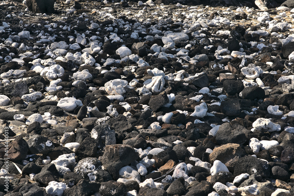 Black lava rocks and white corals on the shores of Kiholo Bay in Kailua-Kona, Big Island, Hawai'i. Black lava rocks and white corals on the shores of Kiholo Bay in Kailua-Kona, Big Island, Hawai'i.