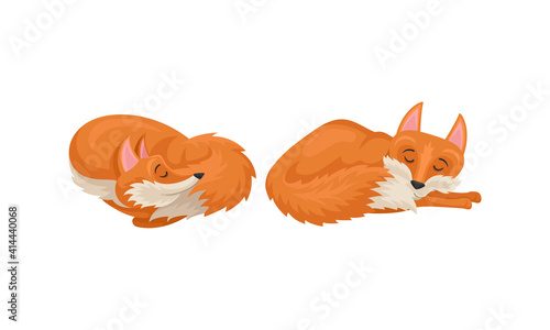 Red Fox as Omnivorous Mammal with Upright Triangular Ears and Pointed Snout Vector Set