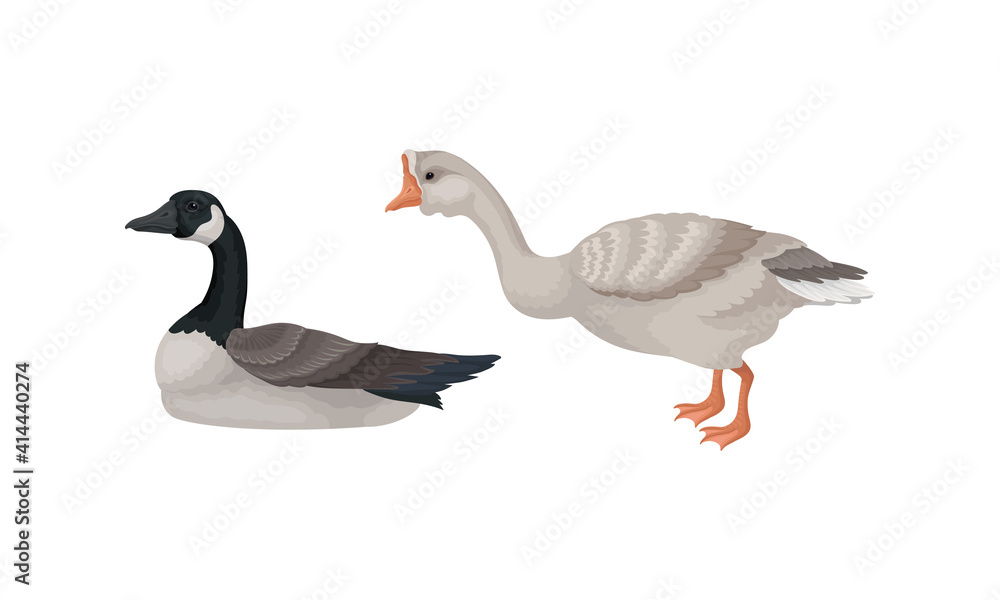 Goose as Waterfowl Specie with Long Neck and Orange Bill in Different Pose Vector Set