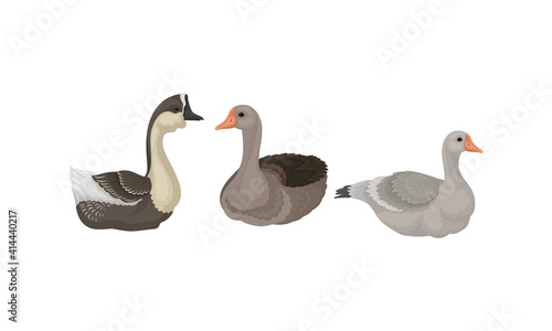 Wild and Domestic Goose as Waterfowl Specie with Long Neck and Orange Bill in Different Pose Vector Set