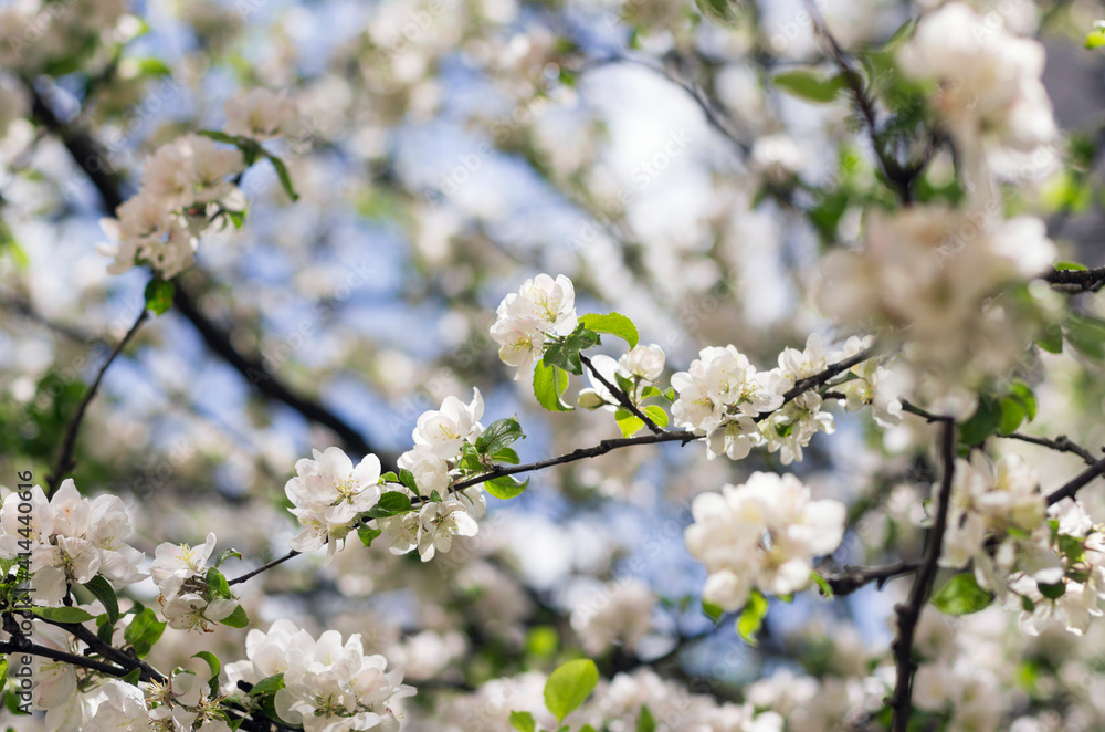 Many white flowers on the apple tree during the flowering period with beautiful bokeh Many white flowers on the apple tree during the flowering period with beautiful bokeh