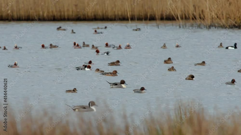 Northern Pintail, Anas acuta birds in environment Northern Pintail, Anas acuta birds in environment