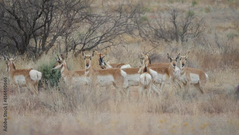 Herd of Pronghorn Antelope in Central Arizona Herd of Pronghorn Antelope in Central Arizona