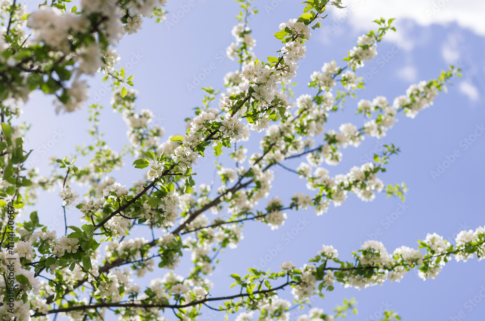 Many apple tree branches with white flowers against the blue sky in spring Many apple tree branches with white flowers against the blue sky in spring