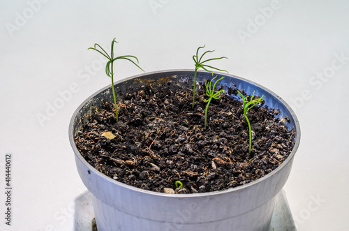 Young seedlings of fir trees in a pot