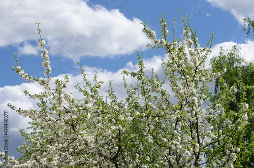 In spring apple tree branches with white flowers against the blue sky and clouds