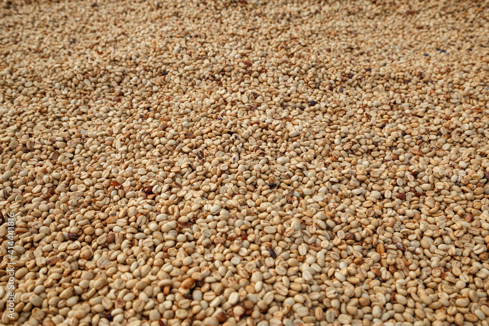 Raw, unroasted white coffee beans Raw, unroasted white coffee beans